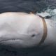 Photo of beluga whale with a harness around his neck