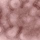 Photo of H3N2 influenza virions