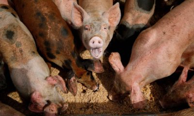 Photo of pigs eating from a trough