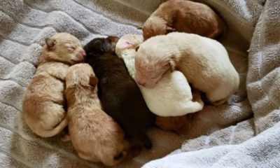 Photo of puppies recovered from a dumpster