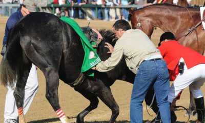 Photo of track personnel trying to hold down a horse after the Kentucky Derby in 2008.