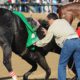 Photo of track personnel trying to hold down a horse after the Kentucky Derby in 2008.