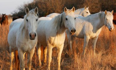 Photo of wild mustangs