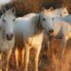 Photo of wild mustangs