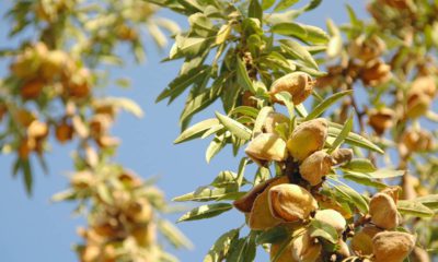 Photo of almond tree at harvest time in a California grove