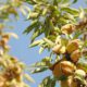 Photo of almond tree at harvest time in a California grove