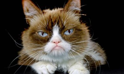 Photo of Grumpy Cat