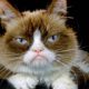 Photo of Grumpy Cat