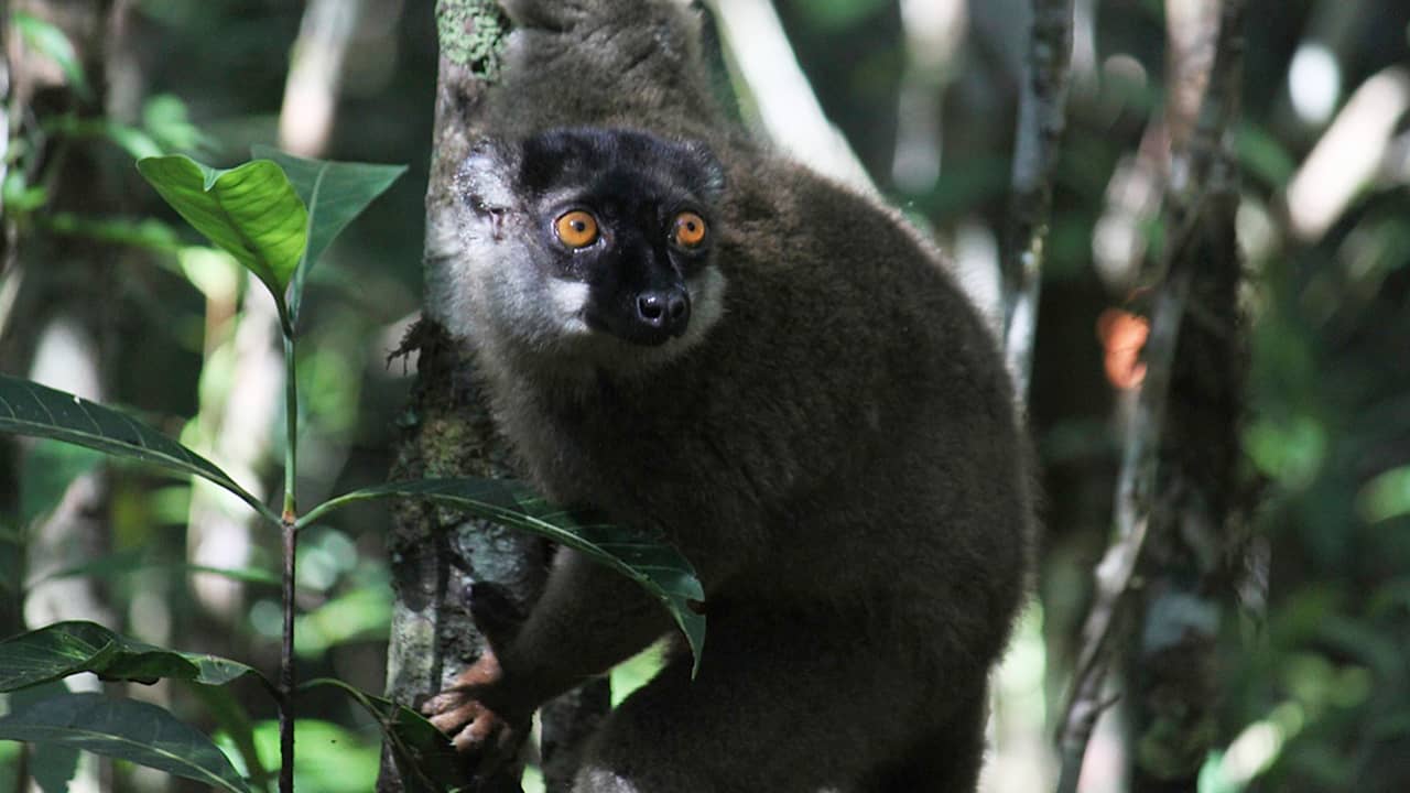 Photo of a lemur