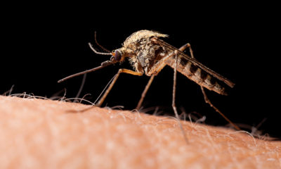 West Nile virus mosquito