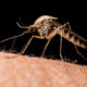 West Nile virus mosquito