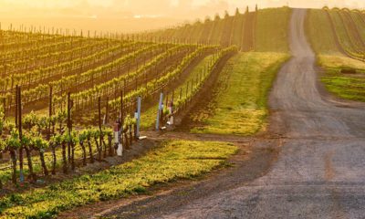 Photo of Napa Valley