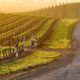 Photo of Napa Valley