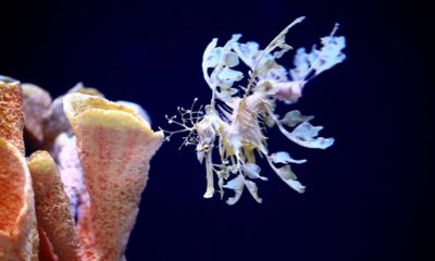 Photo of a sea dragon