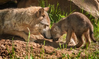 Photo of a wolf and her pup