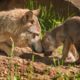 Photo of a wolf and her pup