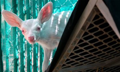 Photo of albino fawn