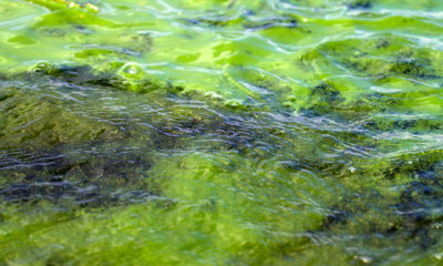 algae bloom