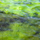 algae bloom