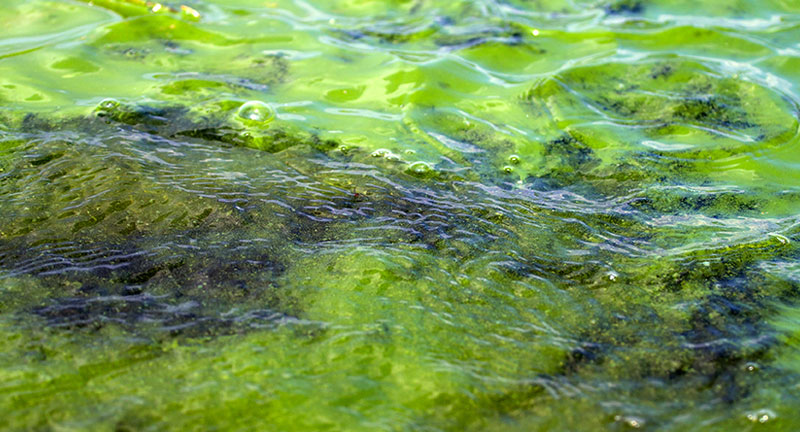 algae bloom