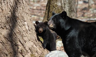 Photo of black bear and cub