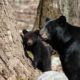 Photo of black bear and cub