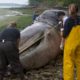 Photo of a dead whale and volunteers in Port Hadlock, Wa.