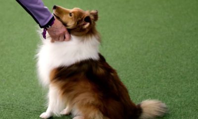 Photo of a Shetland sheepdog at the Westminster Kennel Club Dog Show in New York.