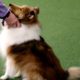 Photo of a Shetland sheepdog at the Westminster Kennel Club Dog Show in New York.