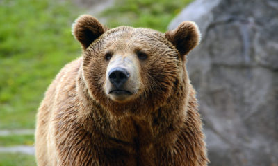 grizzly bear