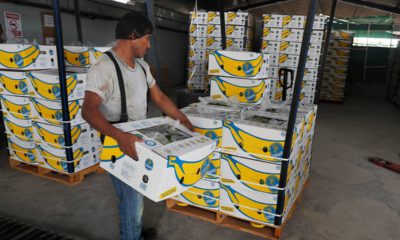 Photo of a worker stacking boxes of bananas