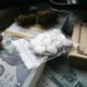 Photo of money, drugs and a gun