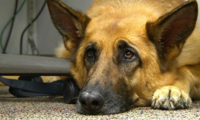 Photo of Lexy, a therapy dog at Fort Bragg, N.C.