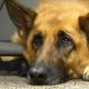 Photo of Lexy, a therapy dog at Fort Bragg, N.C.