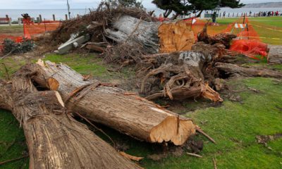 Photo of a Monterey cypress tree that was toppled