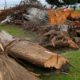 Photo of a Monterey cypress tree that was toppled