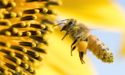 Photo of a honey bee