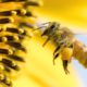 Photo of a honey bee