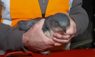 Photo of man holding a penguin