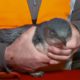 Photo of man holding a penguin