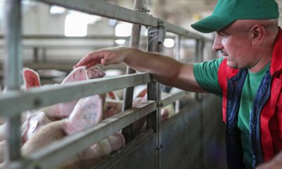 Photo of a pig farmer