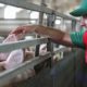 Photo of a pig farmer