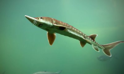 Photo of a sturgeon