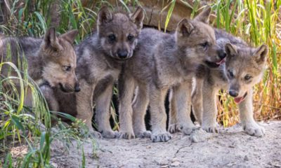 Photo of gray wolf pups at the Oakland Zoo