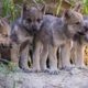 Photo of gray wolf pups at the Oakland Zoo