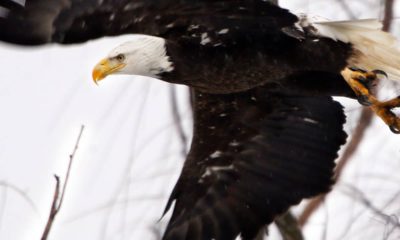 Photo of a bald eagle taking flight