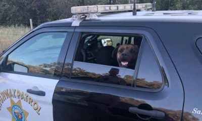 Photo of dog rescued by CHP – Placerville