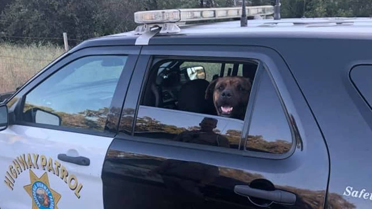 Photo of dog rescued by CHP – Placerville