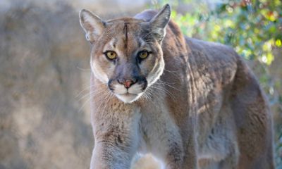 Photo of a mountain lion