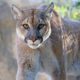 Photo of a mountain lion